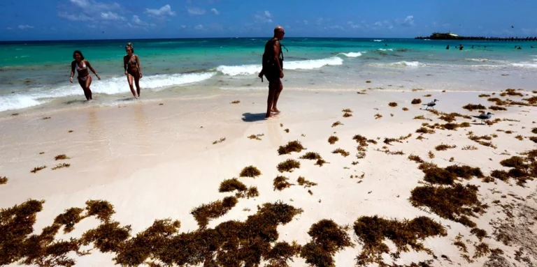Playas de Cancún con Algas