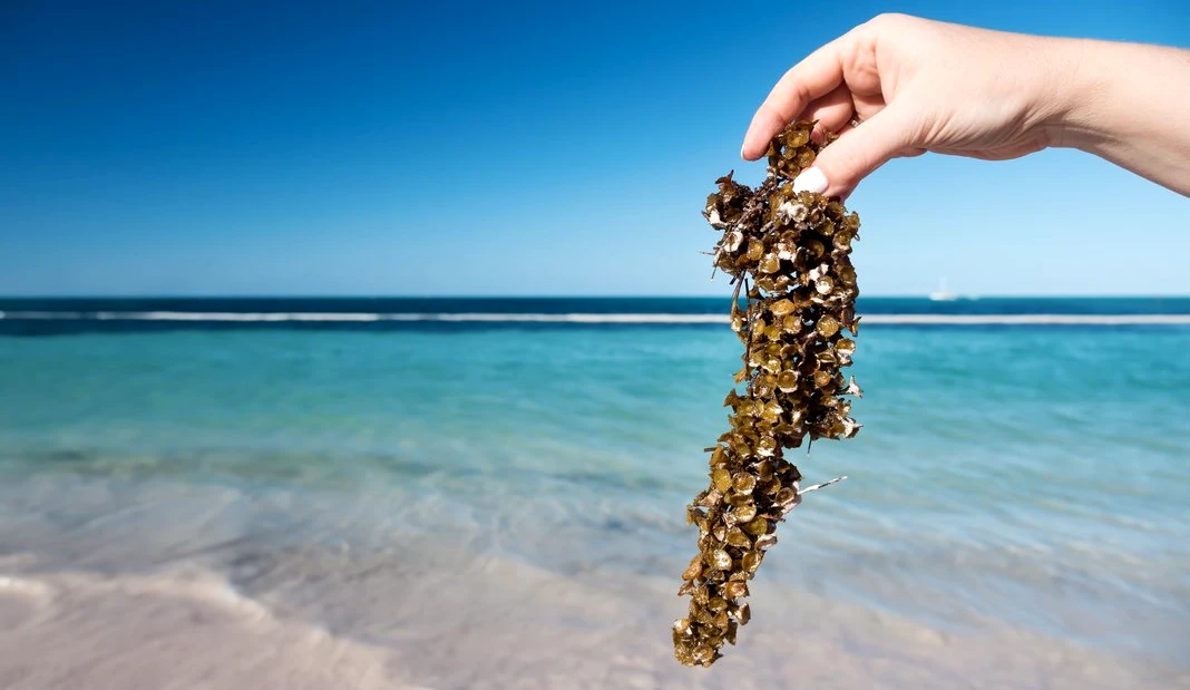 Playas de Cancún con Algas