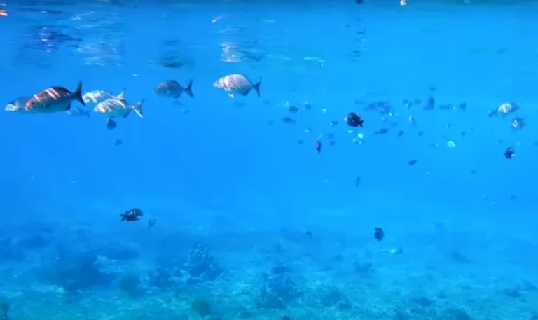 El Cielo Cozumel ¡Tour de 1 día TODO INCLUIDO!