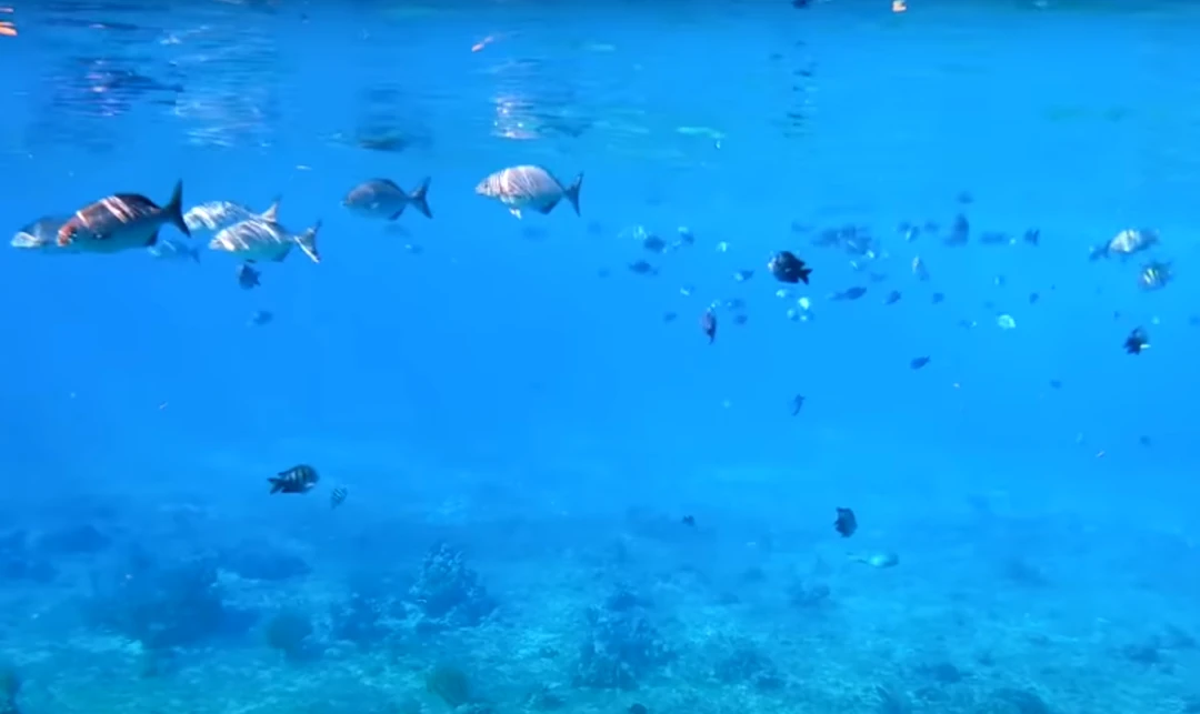 El Cielo Cozumel ¡Tour de 1 día TODO INCLUIDO!